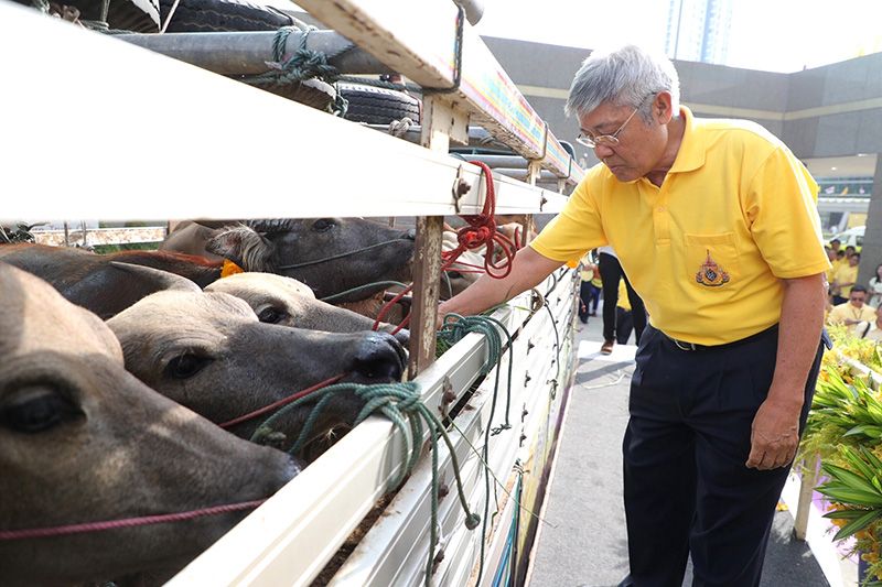 ดร.วิชิต สุรพงษ์ชัย นายกกรรมการ ธนาคารไทยพาณิชย์ ร่วมในพิธีไถ่ชีวิตโค-กระบือ จำนวน 110 ตัว ถวายเป็นพระราชกุศล

