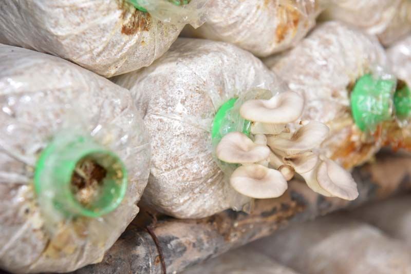 เห็ดออกผลผลิต

