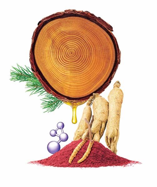 สารสกัด “พิคโนจีนอล” ผสานกับ “อาร์จีนีน” ร่วมด้วยสารสกัดจากโสมเกาหลีและถั่งเช่า ช่วยคืนพลังฟิต