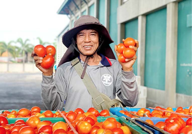 มะเขือเทศที่เข้าสู่กระบวนการแปรรูป