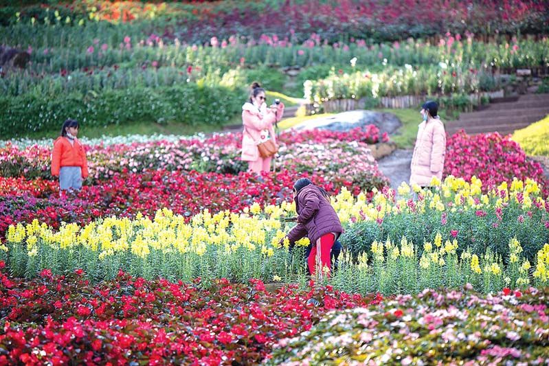 สวนแม่ฟ้าหลวง งามสะพรั่งด้วยดอกไม้สีสันสดใสดึงดูดให้ผู้มาร่วมงานได้ถ่ายรูปเช็คอินมากมาย