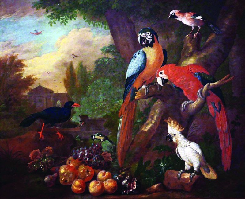 Two Macaws Cockatoo and Jay with Fruits