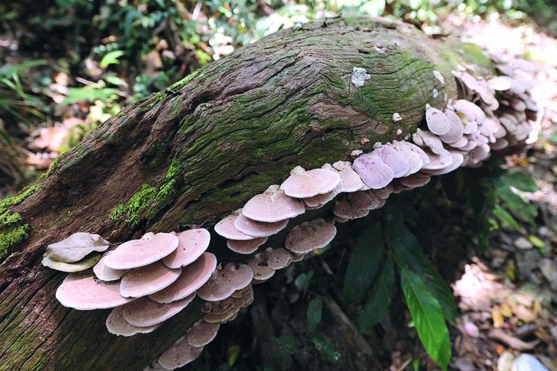 ความมหัศจรรย์ของธรรมชาติในเส้นทางเดินเท้าผากล้วยไม้-น้ำตกเหวสุวัต

