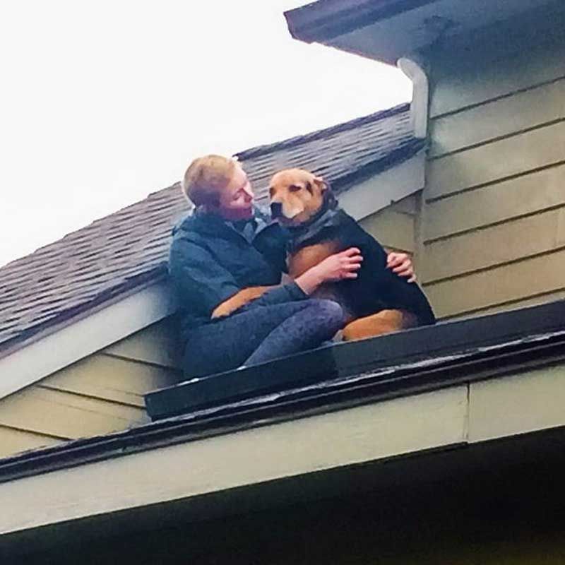 เจ้าสุนัขที่ชอบขึ้นไปติดบนหลังคาแล้วลงไม่ได้ จนทำให้เจ้านายของมันต้องขึ้นไปปลอบแบบนี้ทุกครั้ง