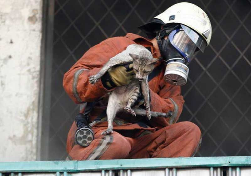 นักดับเพลิงไม่ลืมที่จะช่วยชีวิตแมวเหมียว หลังเกิดเหตุการณ์ไฟไหม้ในตลาด Senen ในเมืองจาการ์ตา