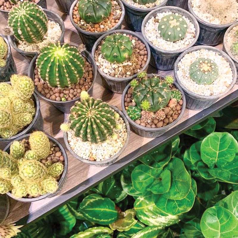 งานคราฟต์ดีไซน์ร่วมสมัย ทั้งเสื้อผ้า ของตกแต่งบ้าน และไม้ประดับนานาพันธุ์