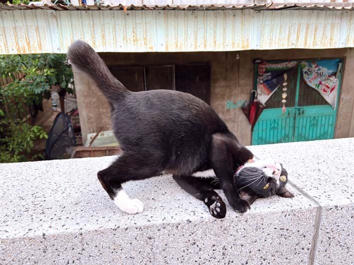 แมวของเพื่อนบ้าน ประเทศไทย 6 ก.พ. 2565