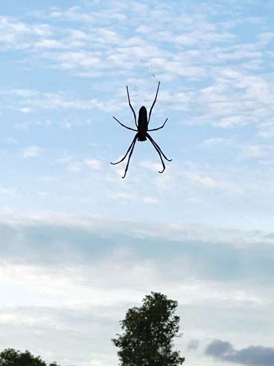 ศูนย์ศึกษาการพัฒนาพิกุลทอง ประเทศไทย 17 พ.ค. 2565