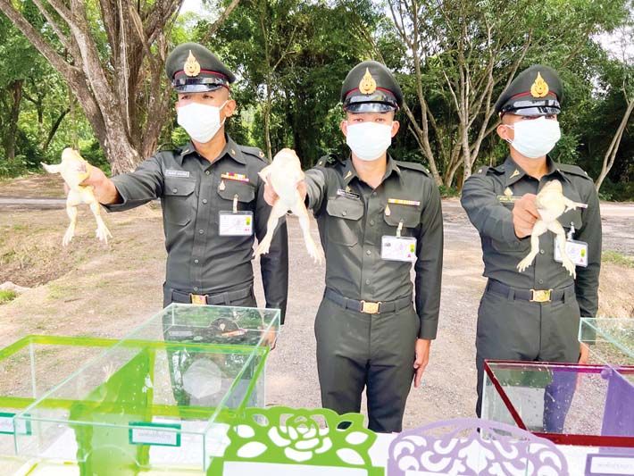 ทหารพันธุ์ดี ทหารการสัตว์ จ.นครนายก 6 ก.ค. 2565