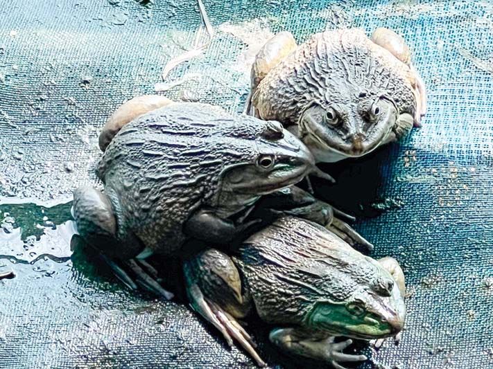 ดูการเลี้ยงกบของป้าสมดวงที่ชุมพลบุรี จ.สุรินทร์ 22 ส.ค. 2565

