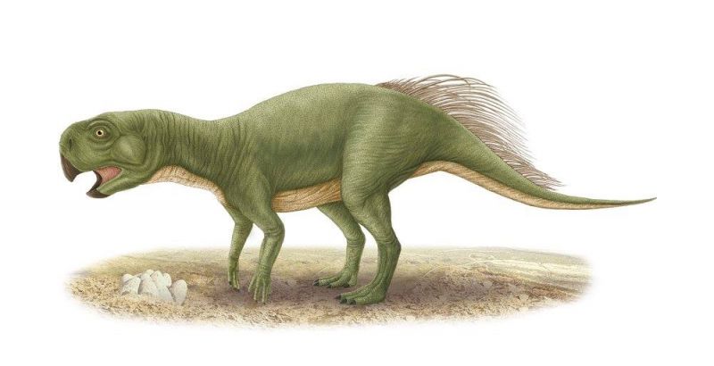 ชิตตะโกซอรัส สัตยารักษ์กิ (Psittacosaurus sattayaraki) เป็นไดโนเสาร์กินพืชขนาดเล็ก ความยาวประมาณ 1 เมตร มีชีวิตอยู่ในช่วงยุคครีเทเชียสตอนกลาง เมื่อประมาณ 100 ล้านปี ก่อน พบที่จังหวัดชัยภูมิ