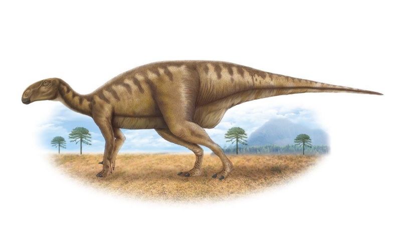 ราชสีมาซอรัส สุรนารีเอ (Ratchasimasaurus suranareae) เป็นไดโนเสาร์ประเภทกินพืช จัดอยู่ในกลุ่มที่มีสะโพกแบบนก (ออร์นิโธพอด) กลุ่มเดียวกับอิกัวโนดอน พบกรามล่างซ้าย มีช่วงชีวิต อยู่ในช่วงยุคครีเทเชียสตอนกลาง เมื่อประมาณ 100 ล้านปีก่อน พบที่ จังหวัดนครราชสีมา