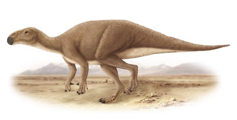 สยามโมดอน นิ่มงามมิ (Siammodon Nimngami) เป็นไดโนเสาร์กินพืช จัดอยู่ในกลุ่มที่มีสะโพกแบบนก ขาหลังทั้งสองมีขนาดใหญ่ ขาหน้ามีขนาดเล็กกว่ามาก สามารถเดินได้ด้วย 2 ขา หรือ 4 ขา โดยใช้ขาหน้าช่วยพยุงด้วยก็ได้ มีชีวิตอยู่ในช่วงยุคครีเทเชียสตอนกลาง เมื่อประมาณ 100 ล้านปีก่อน พบที่จังหวัดอุบลราชธานี และนครราชสีมา
