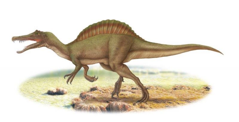 สยามโมซอรัส สุธีธรนิ (Siamosaurus suteethorni) เป็นไดโนเสาร์กินเนื้อขนาดใหญ่ชนิดแรกที่พบในประเทศไทยเดิน 2 เท้า มีความยาวประมาณ 7 เมตร ฟันมีลักษณะเป็นทรงกรวยมีแนวร่องและสันเรียงสลับตลอดคล้ายฟันจระเข้ กินปลาเป็นอาหาร มีชีวิตอยู่ในช่วงยุคครีเทเชียสตอนต้น เมื่อประมาณ 130 ล้านปีก่อน พบที่จังหวัดขอนแก่น กาฬสินธุ์ ชัยภูมิ อุบลราชธานี สกลนคร