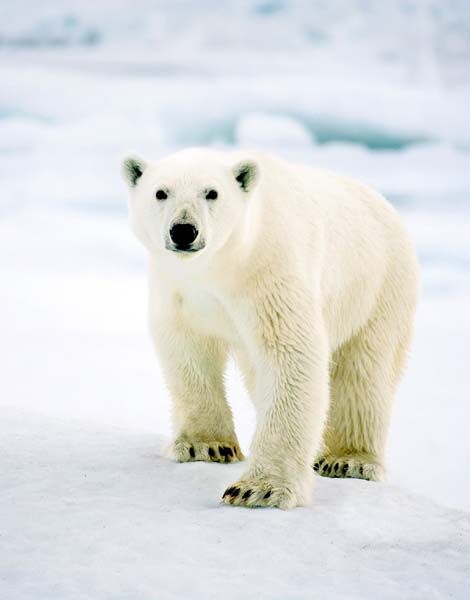 ผลงานของ Sebastian Copeland