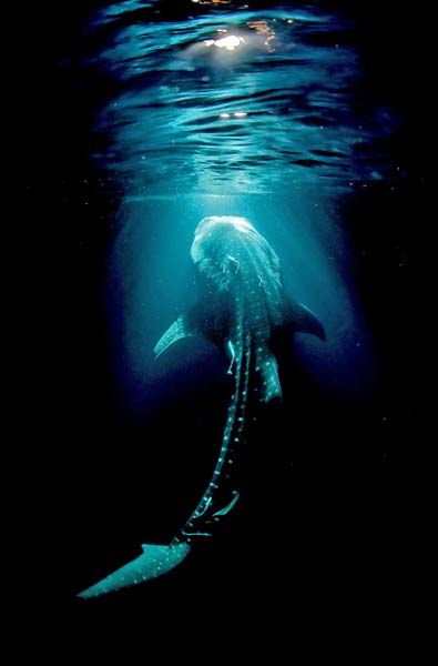 ผลงานของ นัท สุมนเตมีย์