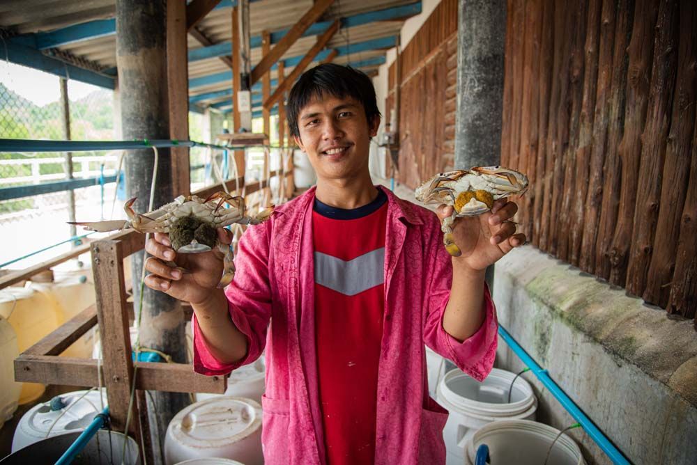 ธนาคารปูม้าเชิงอนุรักษ์

