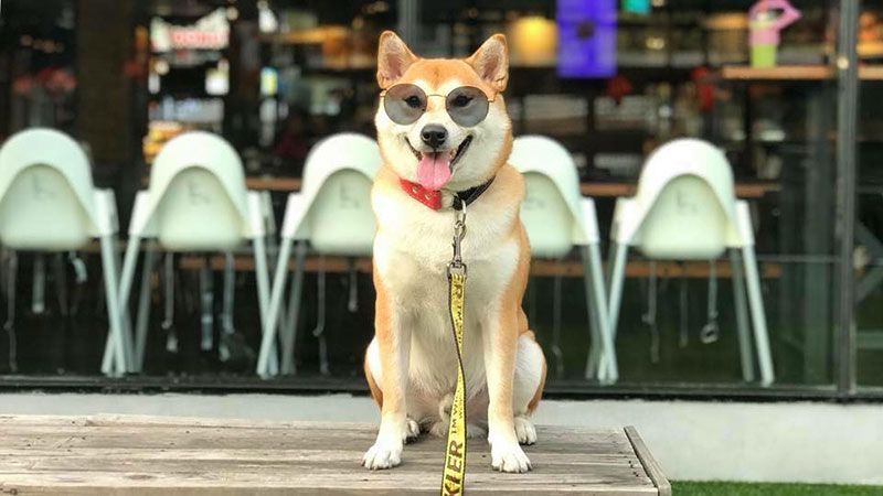 แฟชั่นโชว์เหล่าน้องหมาสุดน่ารักจาก Shiba Gang Thailand