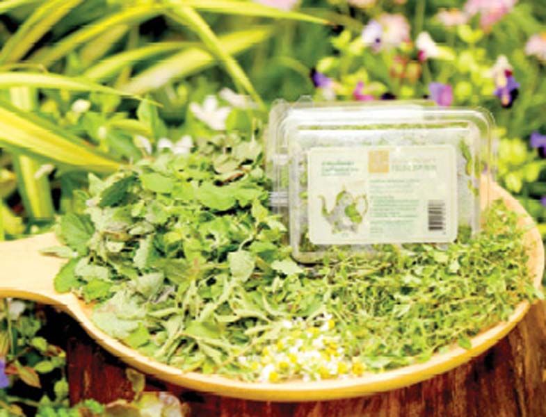 ชาสมุนไพรสด