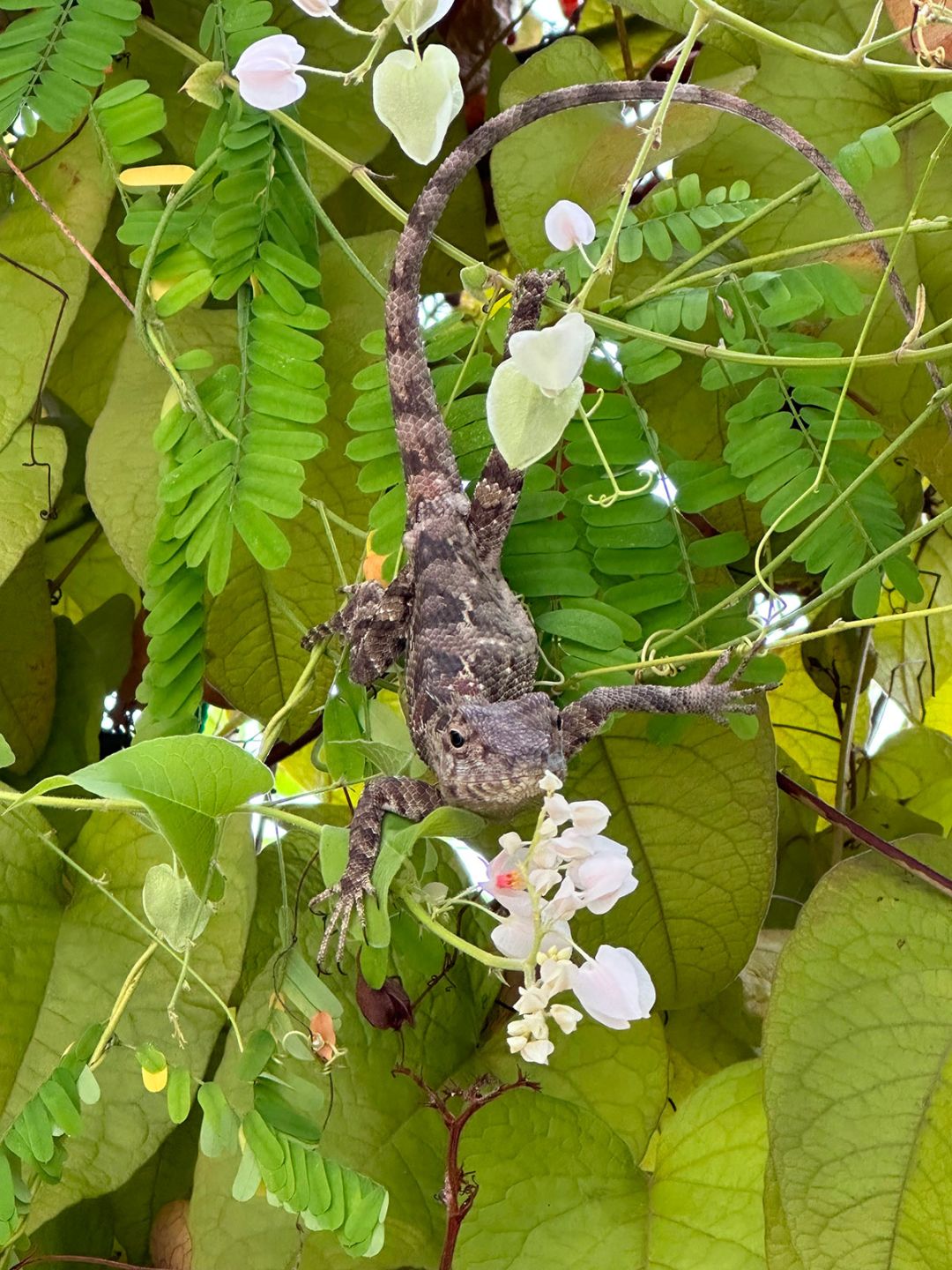 ประเทศไทย 24 กันยายน 2566 กิ้งก่าตะมุตะมิ ที่เฉลียง วังสระปทุม

