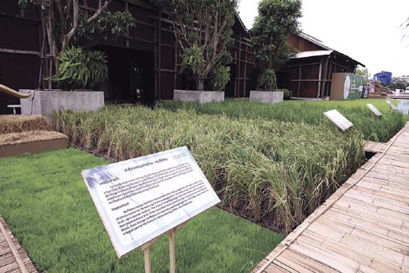 บรรยากาศนาล้ง