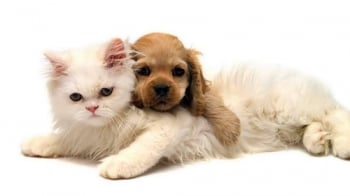 โมเมนท์ \'น่ารัก น่ารัก\'