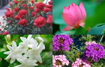 แนะนำดอกไม้มงคลประจำราศี ปลูกในบ้านสวยงามเพิ่มสิริมงคล
