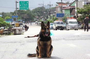 โรคพยาธิเม็ดเลือดในสุนัข  (Canine blood parasites)