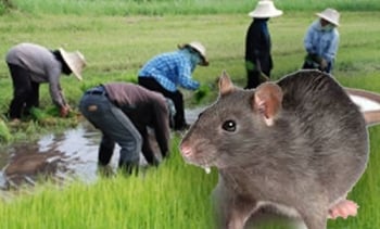 ระวัง!!โรคร้ายที่แฝงมากับหน้าฝน เตรียมรับมือแนะวิธีป้องกัน\'ฉี่หนู\'