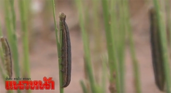\'หนอนกระทู้\'ระบาดหนัก\'นาข้าว\' จนท.แนะเป็น\'ปุ๋ยอินทรีย์\'อย่างดี (ชมคลิป)