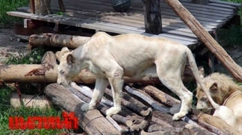 สวนสัตว์สงขลาเปิดตัว\'สิงโตขาว\' ชวนอนุรักษ์สัตว์ป่าใกล้สูญพันธุ์