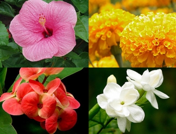 ปลูกแล้วดี10ไม้มงคลเสริมฮวงจุ้ย เพิ่มโชคลาภบารมีได้พื้นที่สีเขียว
