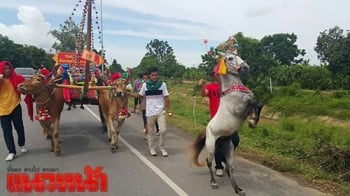 รับบุญ!\'เพชรบุรี\'หนึ่งเดียวในโลก จัดใหญ่แห่ขบวนวัวเทียมเกวียน!