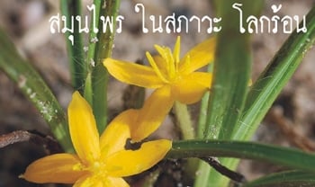 อภัยภูเบศรชู\'สมุนไพรสู้โลกร้อน\' ในงานมหกรรมสมุนไพรแห่งชาติครั้งที่ 13