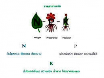 ปัญหาเกษตรที่นี่มีคำตอบ : วงจรชีวิตของพืช ธาตุอาหารหลักและฮอร์โมน