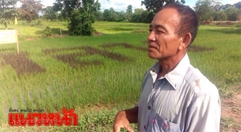ชาวนาสุรินทร์ปลูกข้าวพันธุ์ลืมผัว  แปรอักษรถวายพระพร"ในหลวง" (ชมคลิป)