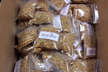 สปน.-จิตอาสาช่วยกทำ\'ข้าวพอเพียง\' แจกปชช.เข้าถวายบังคมพระบรมศพ