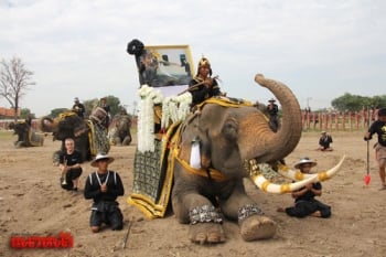 ช้าง10เชือกเพนียดหลวงอยุธยา ซ้อมใหญ่ถวายสักการะพระบรมศพ (ประมวลภาพ)
