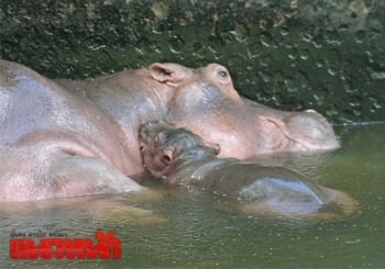 สวนสัตว์ศรีสะเกษเฮรับสมาชิกใหม่ ลูกฮิปโป-เตรียมประกวดตั้งชื่อ