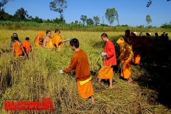 พระเณรหนองคายช่วยชาวนาเกี่ยวข้าว ลดต้นทุนค่าแรง-ถวายเป็นพระราชกุศล