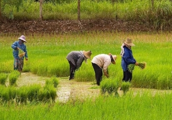 สศก.แจ้งกษ.เลื่อนสรุปปริมาณ\'ข้าว\'สัปดาห์หน้า