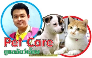 เจ้าหมาตาขาว (ตอนที่ 1)