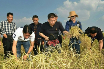 \'ชัชวาลล์\'ช่วยลงแขกเกี่ยวข้าว เตรียมแจกจ่ายผู้ยากไร้