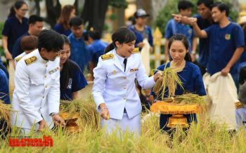 \'คุณสิริกิติยา เจนเซน\'ร่วมเกี่ยวข้าว ในแปลงนาสาธิตหมายเลข9