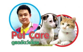 pet care : ปากสุนัข ! (ตอนที่ 1)