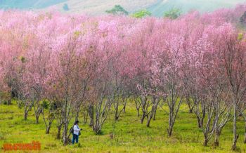 หุบเขาสีชมพู! ตื่นตา\'ดอกซากุระเมืองไทย\' นทท.แห่ชมความสวยงามกันคึกคัก