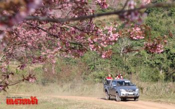 ปชช.แห่ขึ้นภูเขาสีชมพู ท้าหนาวชมซากุระเมืองไทยที่ภูลมโล