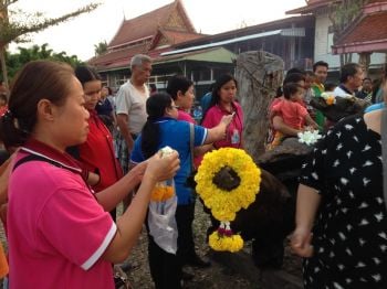 คนปากเกร็ดฮือฮา! \'ตะเคียนทอง\'ลอยทวนน้ำโผล่หน้าวัด ร่างทรงบอกล่วงหน้ามี3ต้น
