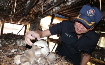 ทหารพัฒนา รุดเยี่ยมเกษตรกร หนุนนำปุ๋ยอินทรีย์ใช้เพาะเห็ด