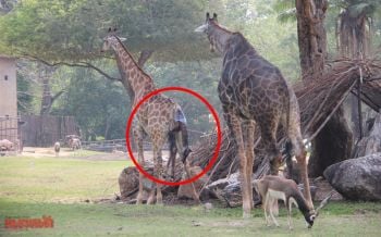 นทท.แห่แชะภาพประทับใจ! \'แม่ยีราฟ\'ตกลูกต้อนรับเดือนแห่งความรัก